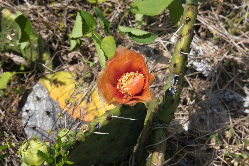 Opuntia cespitosa photo 7