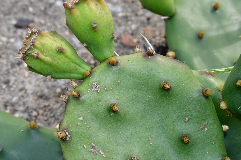 Opuntia cespitosa photo 8