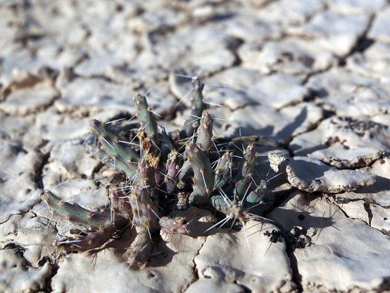 Opuntia chaffeyi photo 2