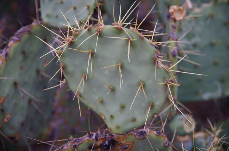 Chisos Mountain Pricklypear