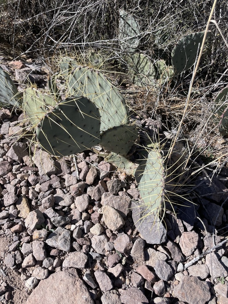 Chisos Mountain Pricklypear photo 2