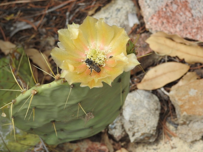 Chisos Mountain Pricklypear photo 3