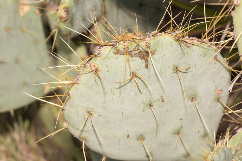 Chisos Mountain Pricklypear photo 4
