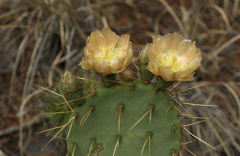 Chisos Mountain Pricklypear photo 5