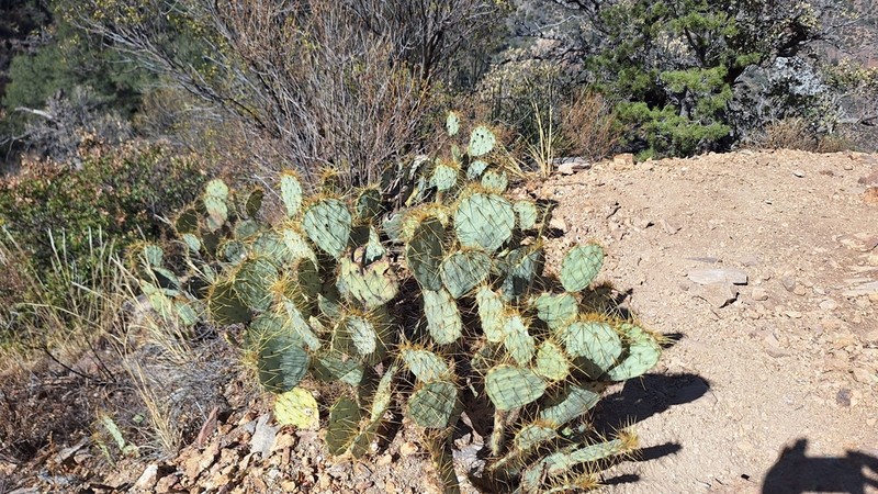 Chisos Mountain Pricklypear photo 6