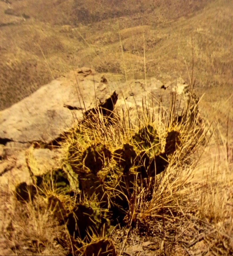 Chisos Mountain Pricklypear photo 7