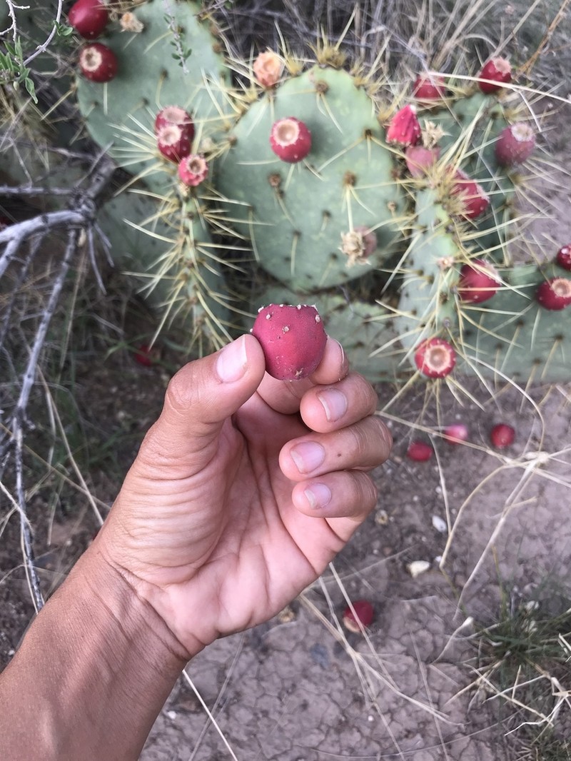 Chisos Mountain Pricklypear photo 8