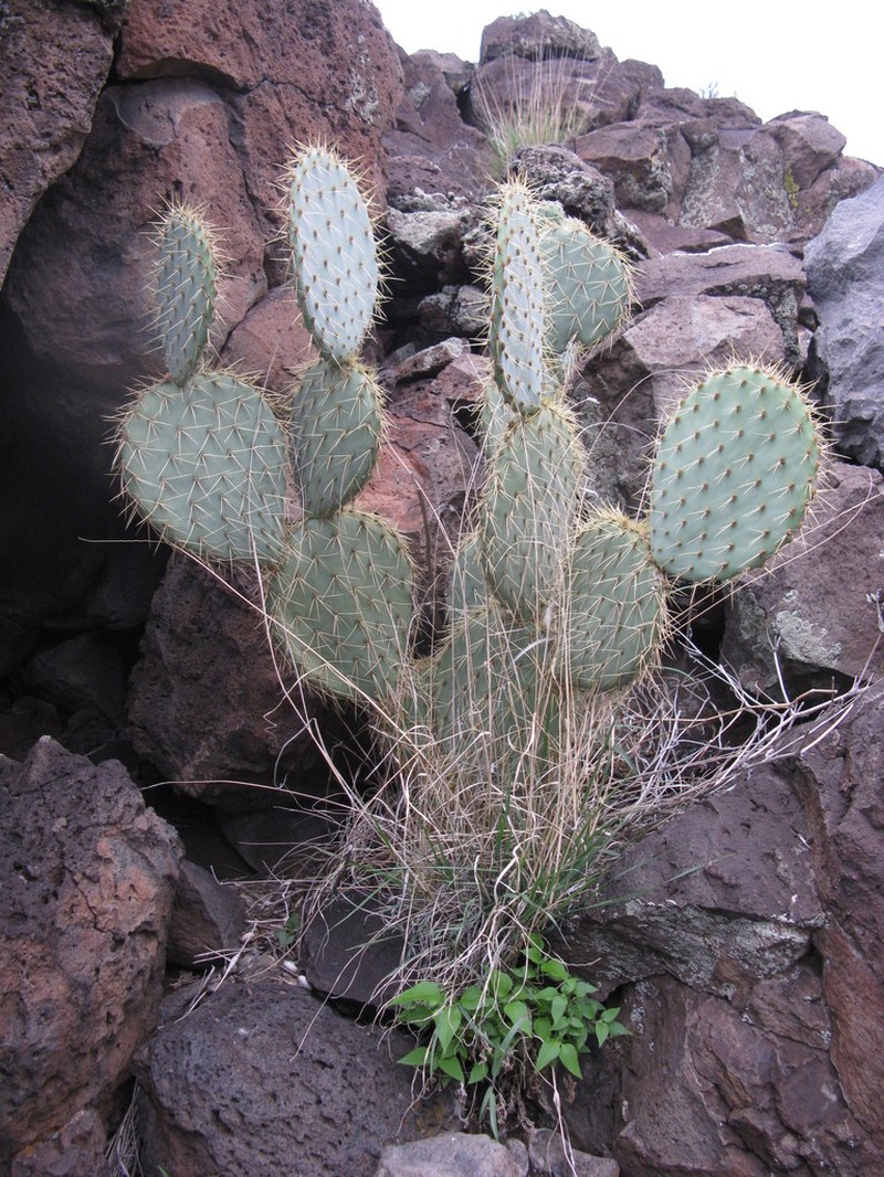 Dollarjoint Pricklypear photo 2