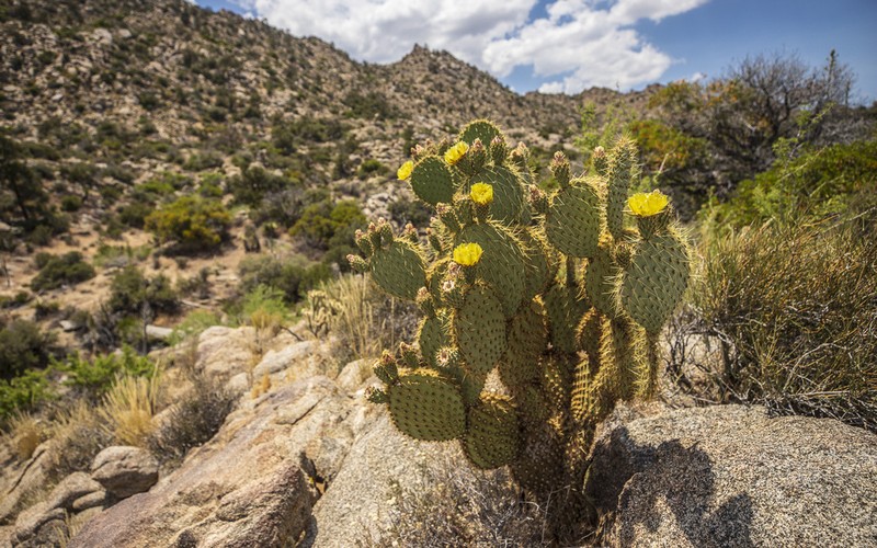 Dollarjoint Pricklypear photo 3