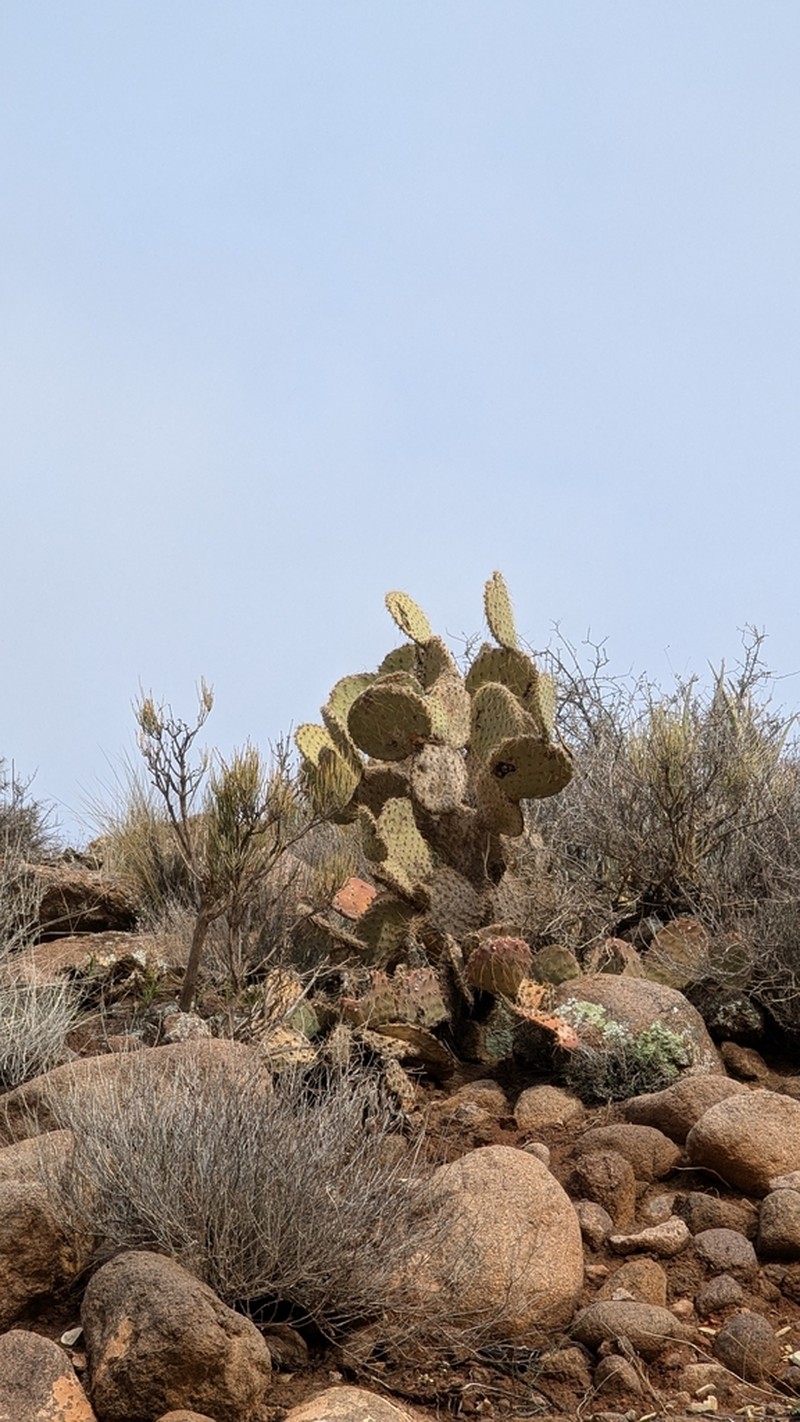 Dollarjoint Pricklypear photo 4