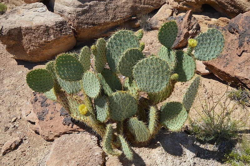 Dollarjoint Pricklypear photo 6