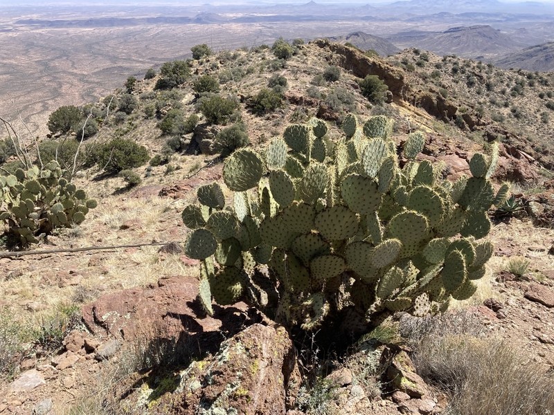 Dollarjoint Pricklypear photo 7