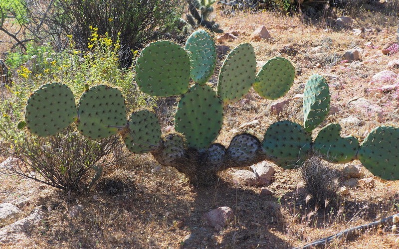 Opuntia clarkiorum