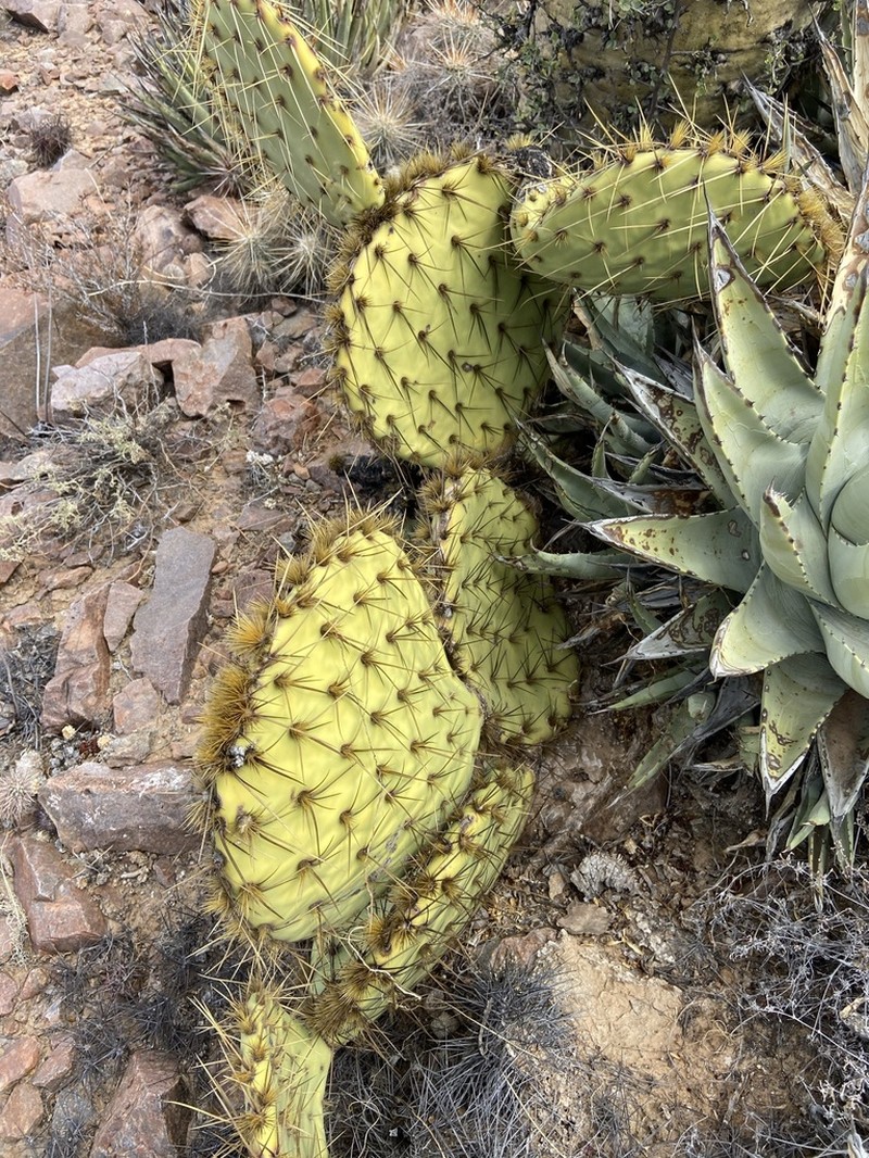 Opuntia clarkiorum photo 2