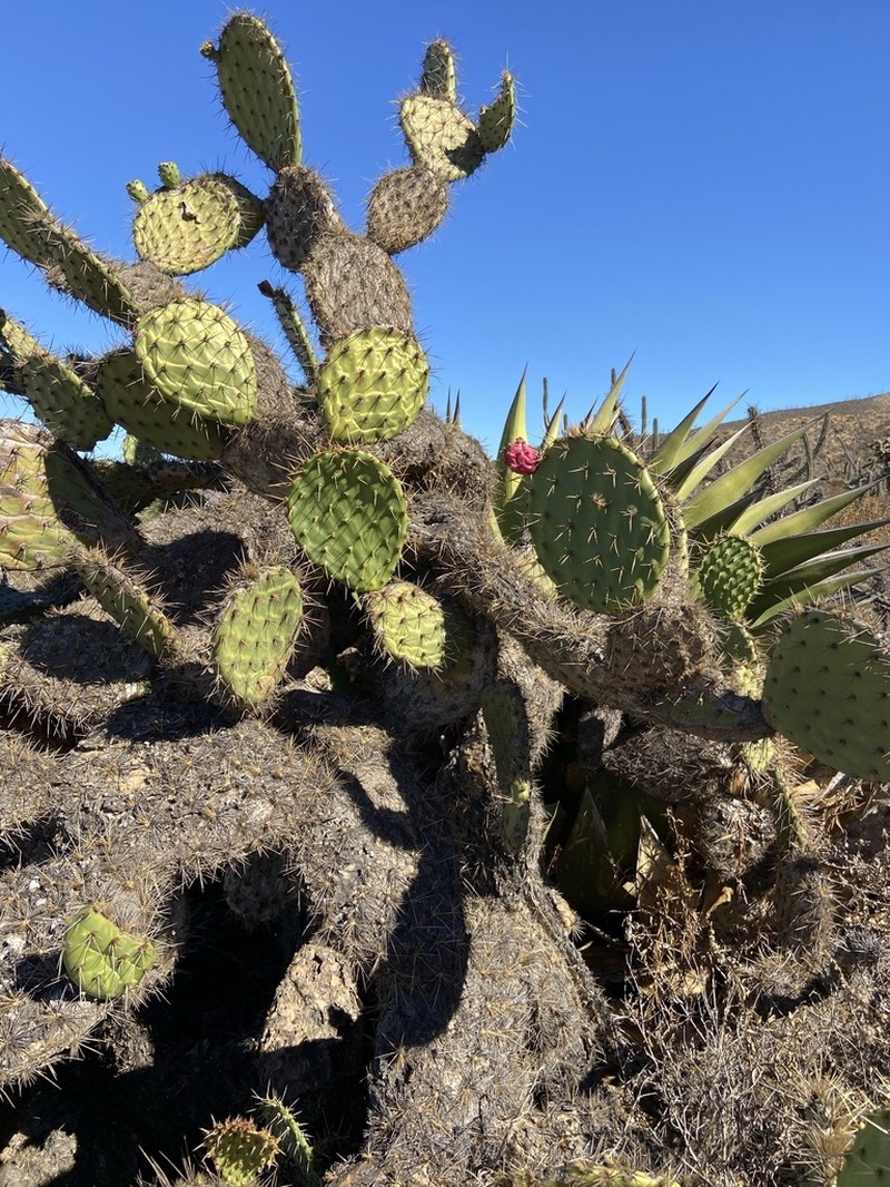 Opuntia clarkiorum photo 3