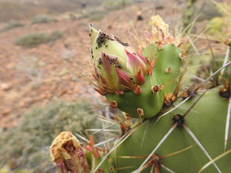 Opuntia clarkiorum photo 4
