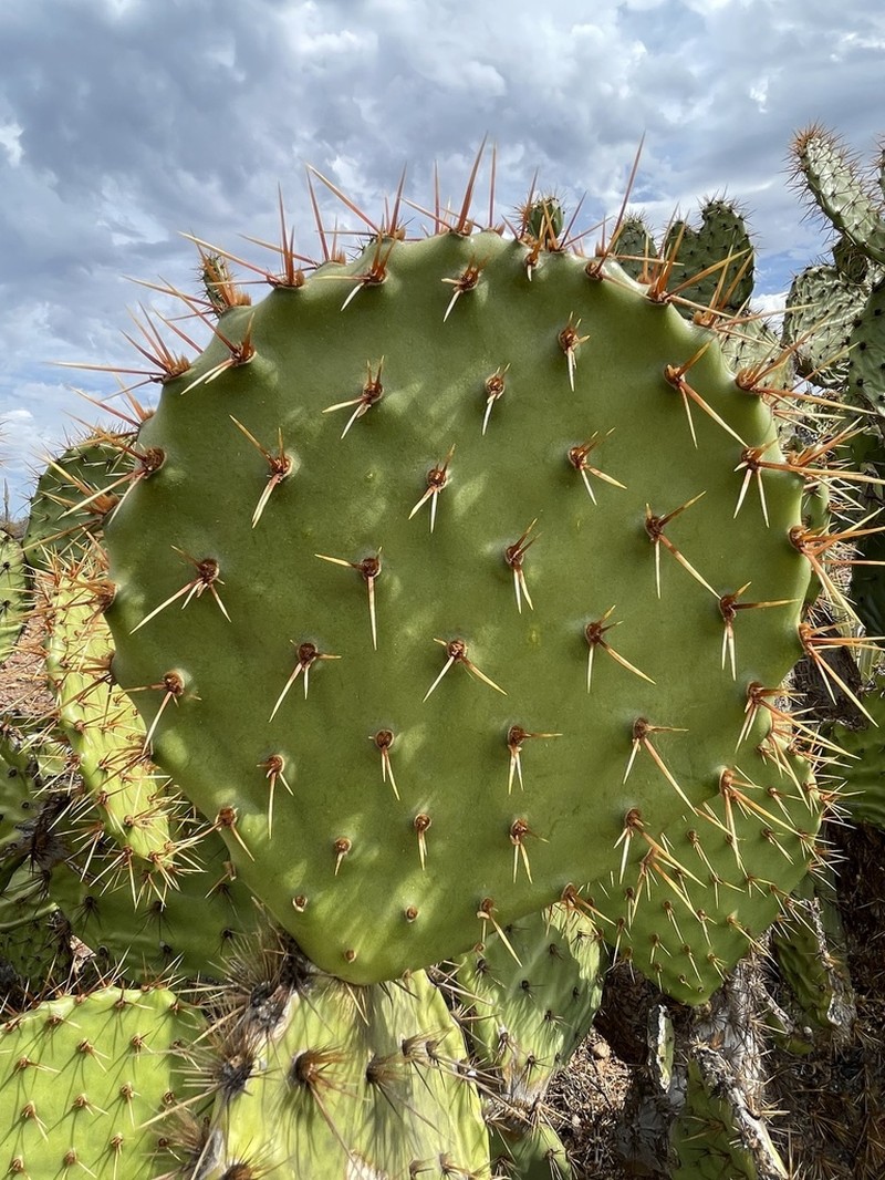 Opuntia clarkiorum photo 5