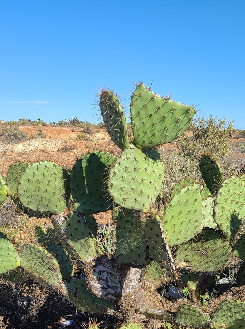 Opuntia clarkiorum photo 6