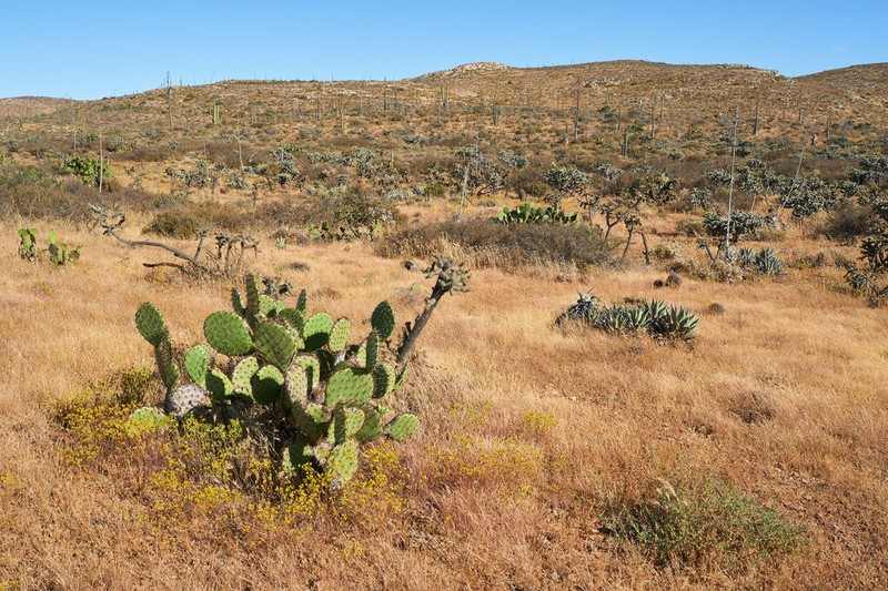 Opuntia clarkiorum photo 7