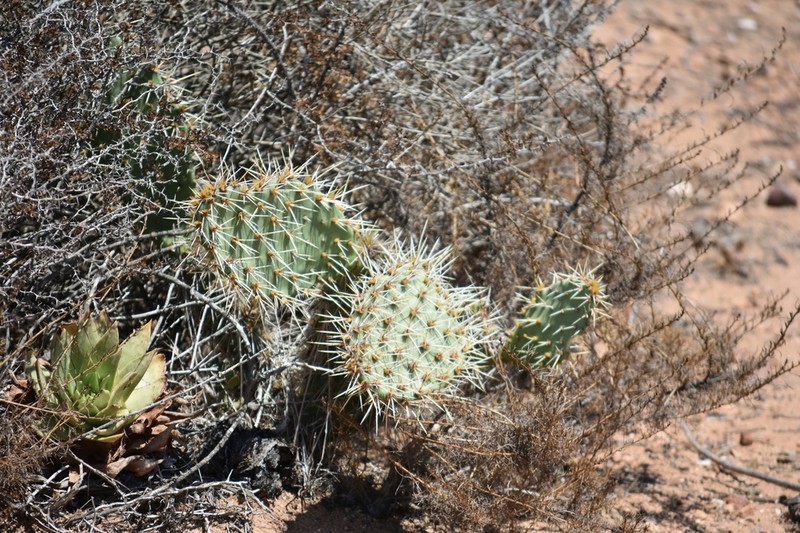 Opuntia clarkiorum photo 8