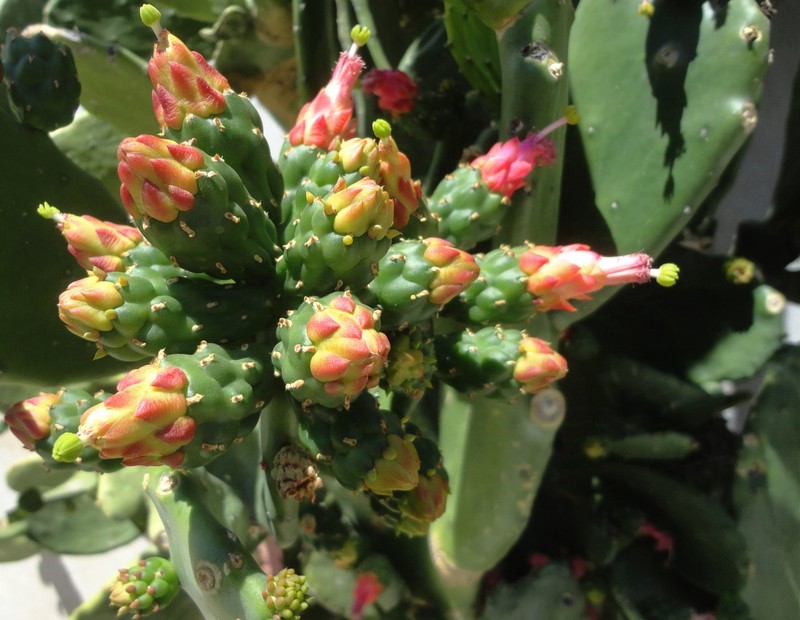 Cochineal Nopal Cactus photo 4