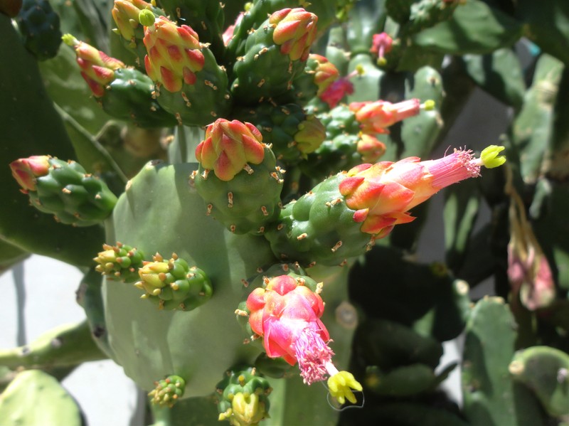 Cochineal Nopal Cactus