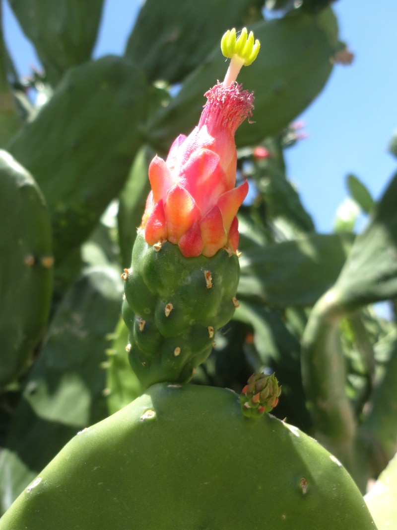 Cochineal Nopal Cactus photo 2