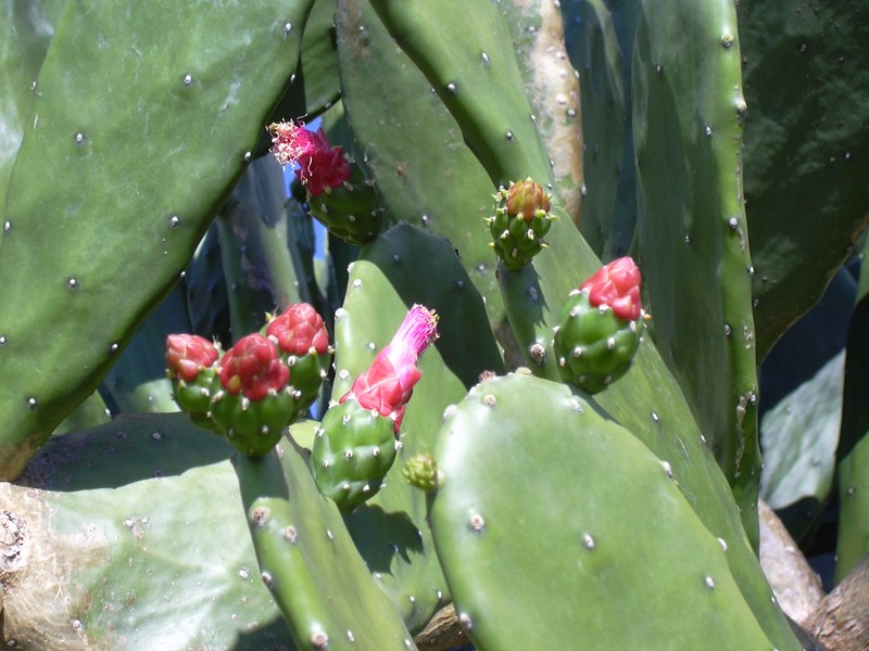 Cochineal Nopal Cactus photo 3