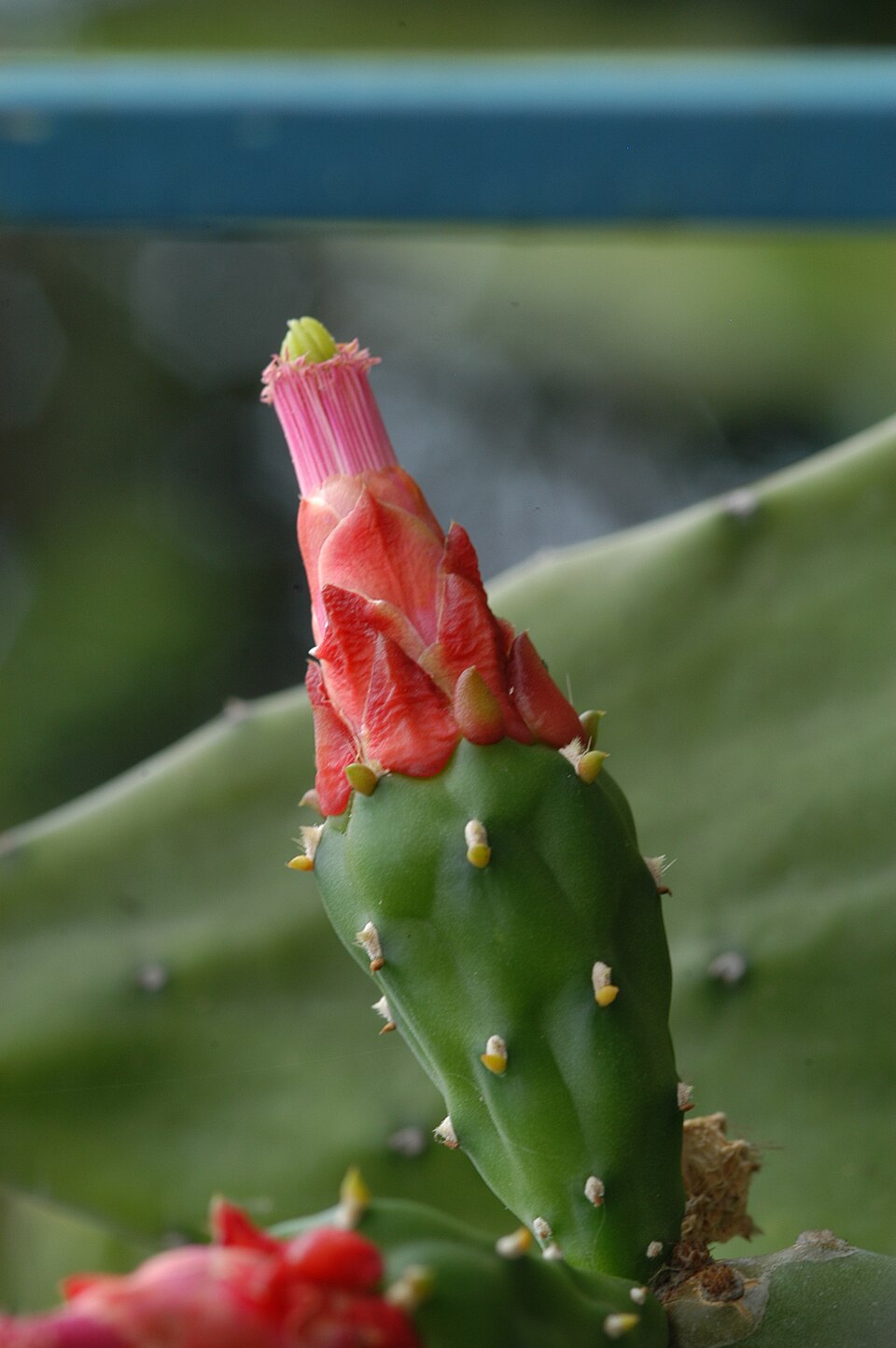Cochineal Nopal Cactus photo 5
