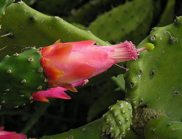 Cochineal Nopal Cactus photo 6