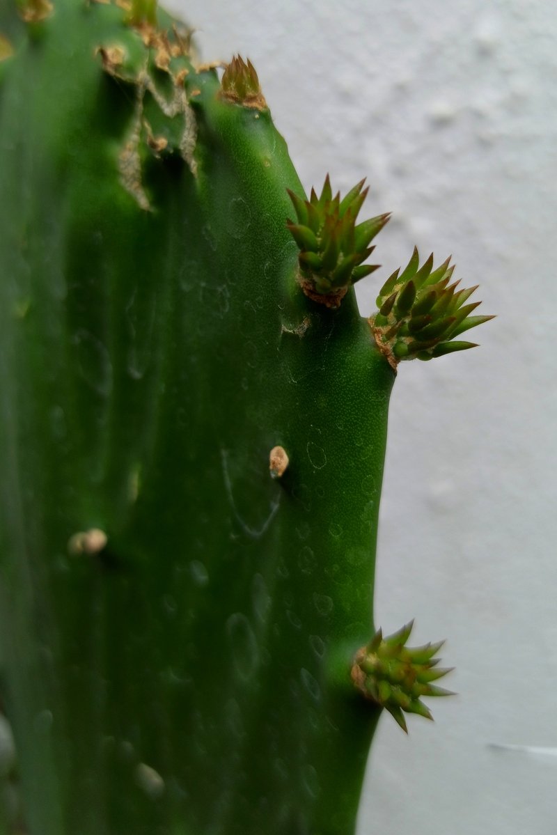 Cochineal Nopal Cactus photo 7