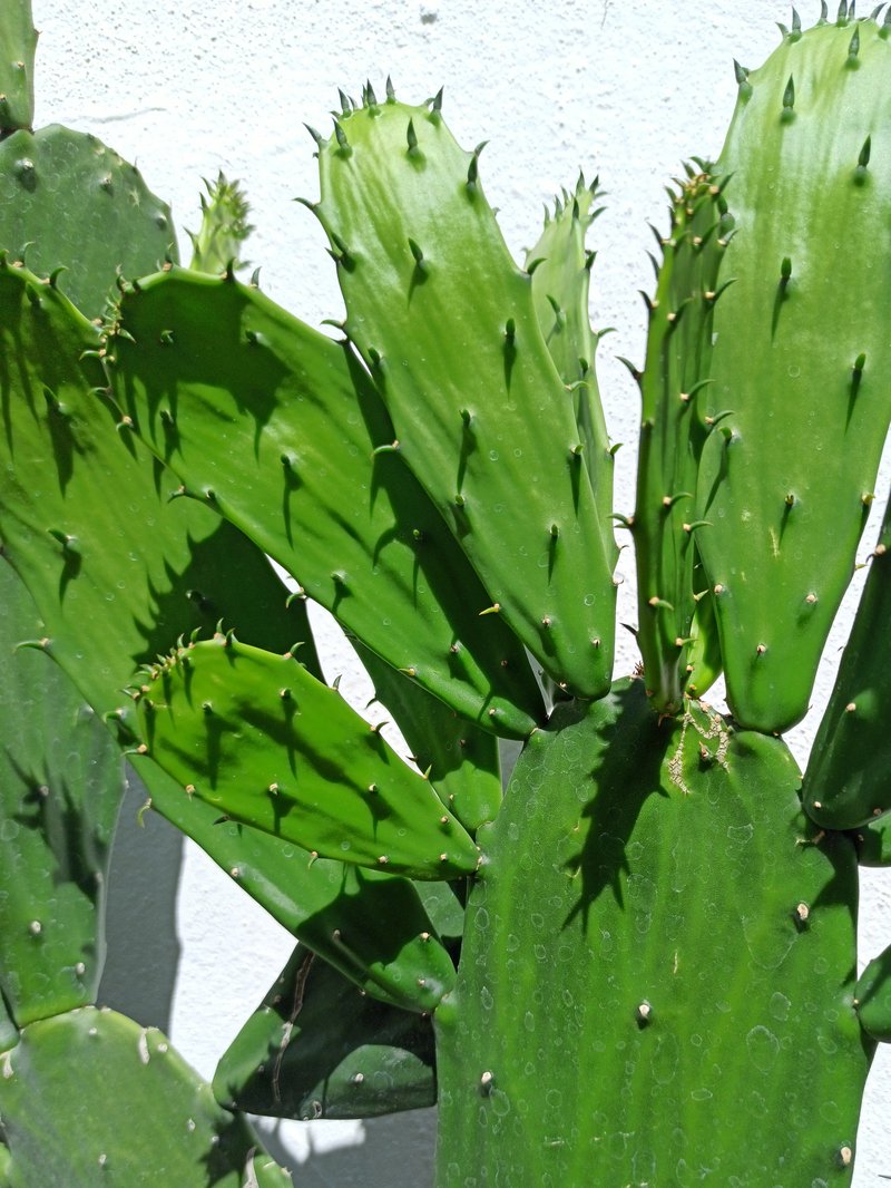Cochineal Nopal Cactus photo 8