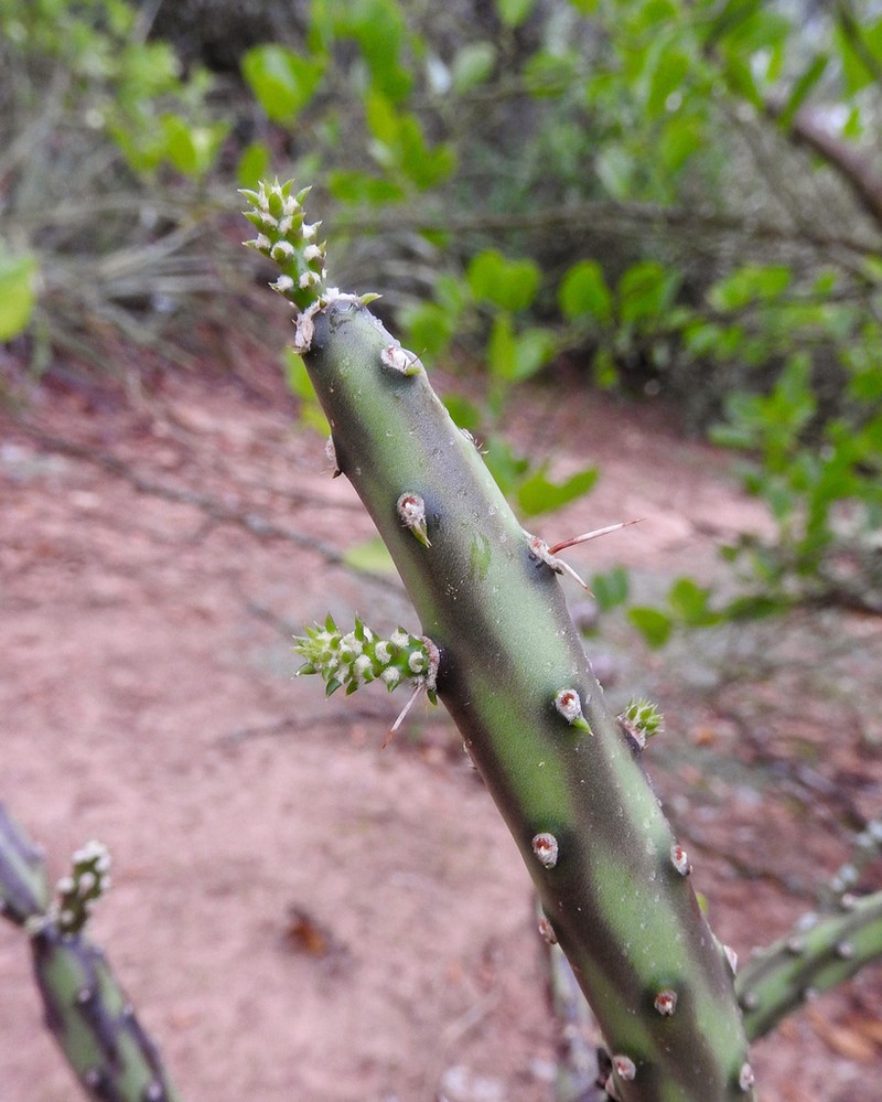 Opuntia colubrina