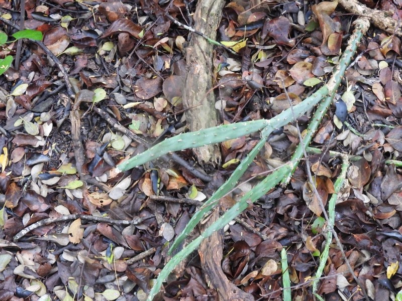 Opuntia colubrina photo 2