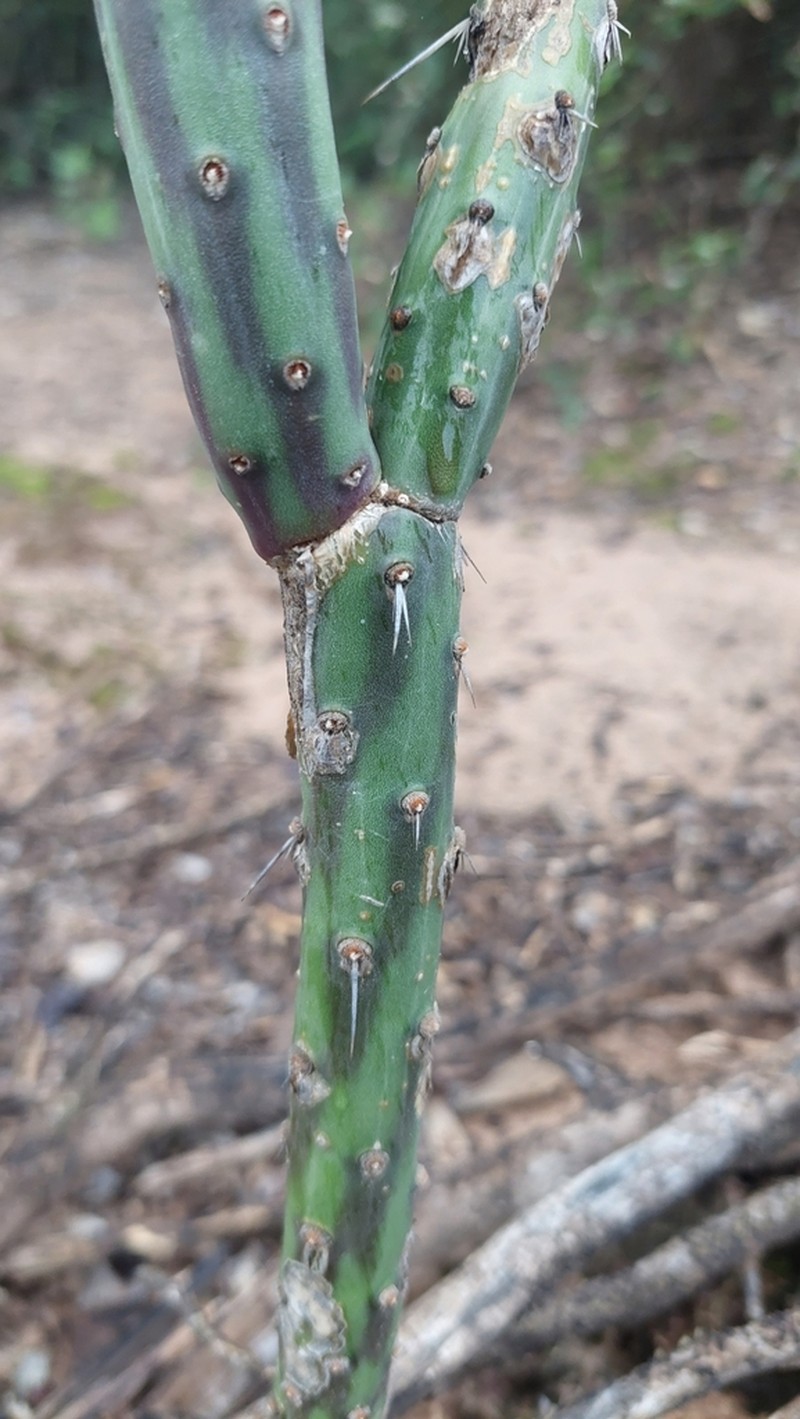 Opuntia colubrina photo 3
