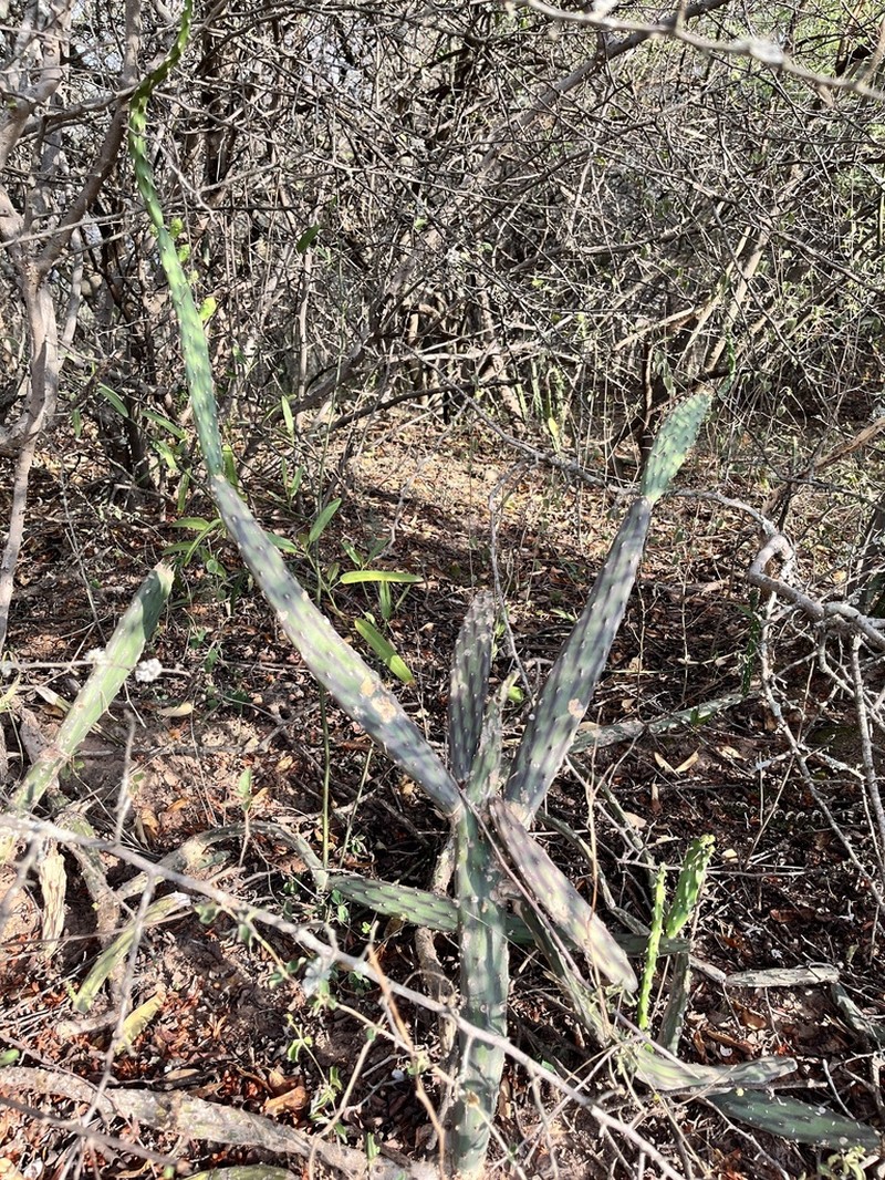 Opuntia colubrina photo 4