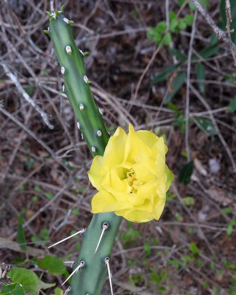 Opuntia colubrina photo 5