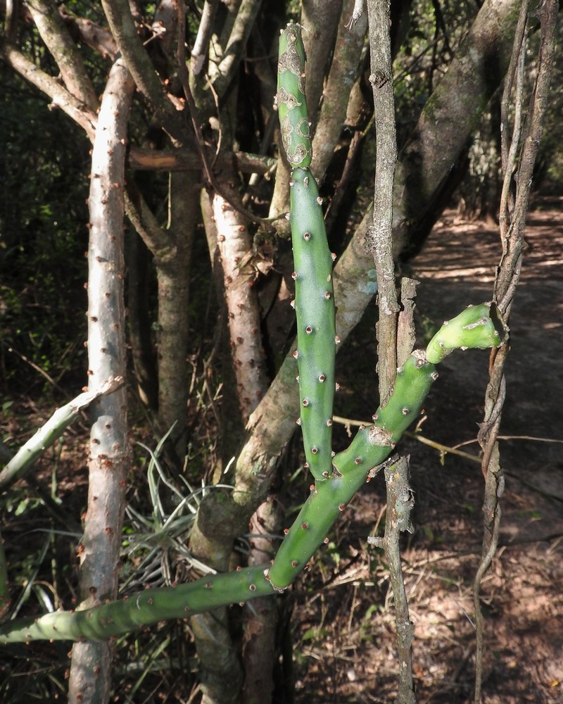 Opuntia colubrina photo 6