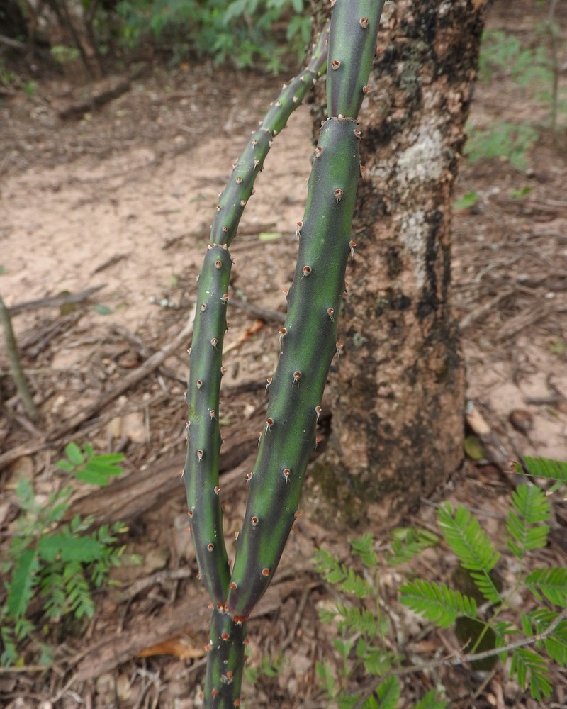 Opuntia colubrina photo 8