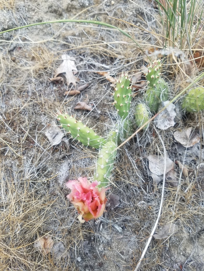 Grizzleybear Pricklypear