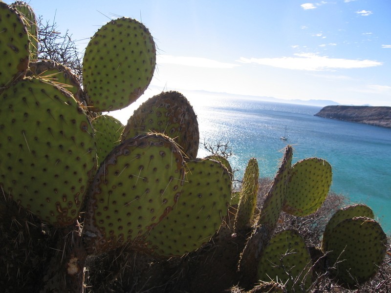Opuntia comonduensis