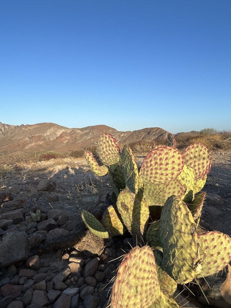 Opuntia comonduensis photo 2
