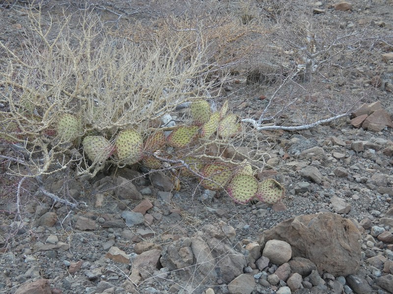 Opuntia comonduensis photo 3