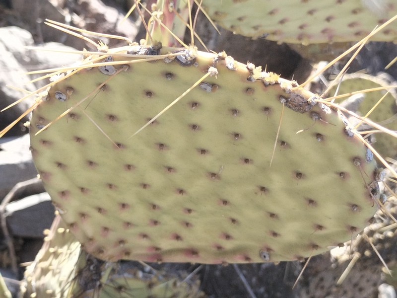 Opuntia comonduensis photo 4