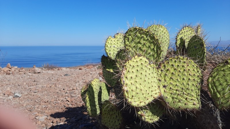 Opuntia comonduensis photo 5