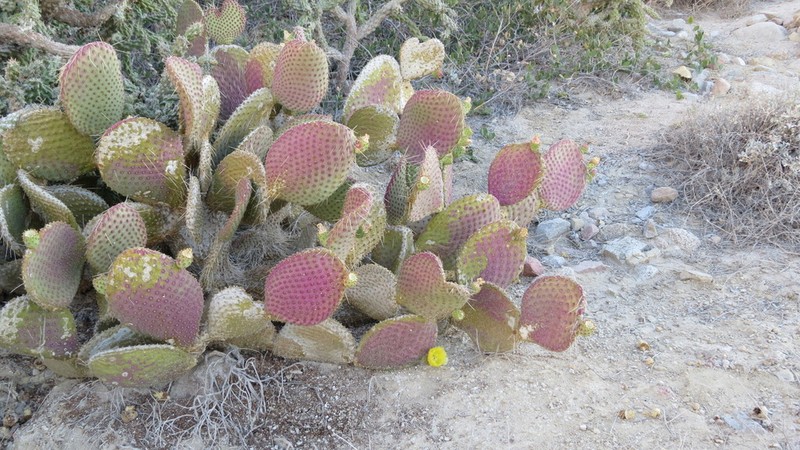 Opuntia comonduensis photo 6