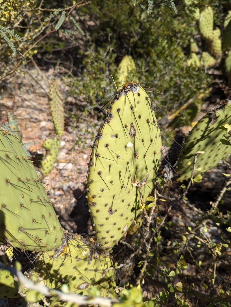 Opuntia comonduensis photo 7