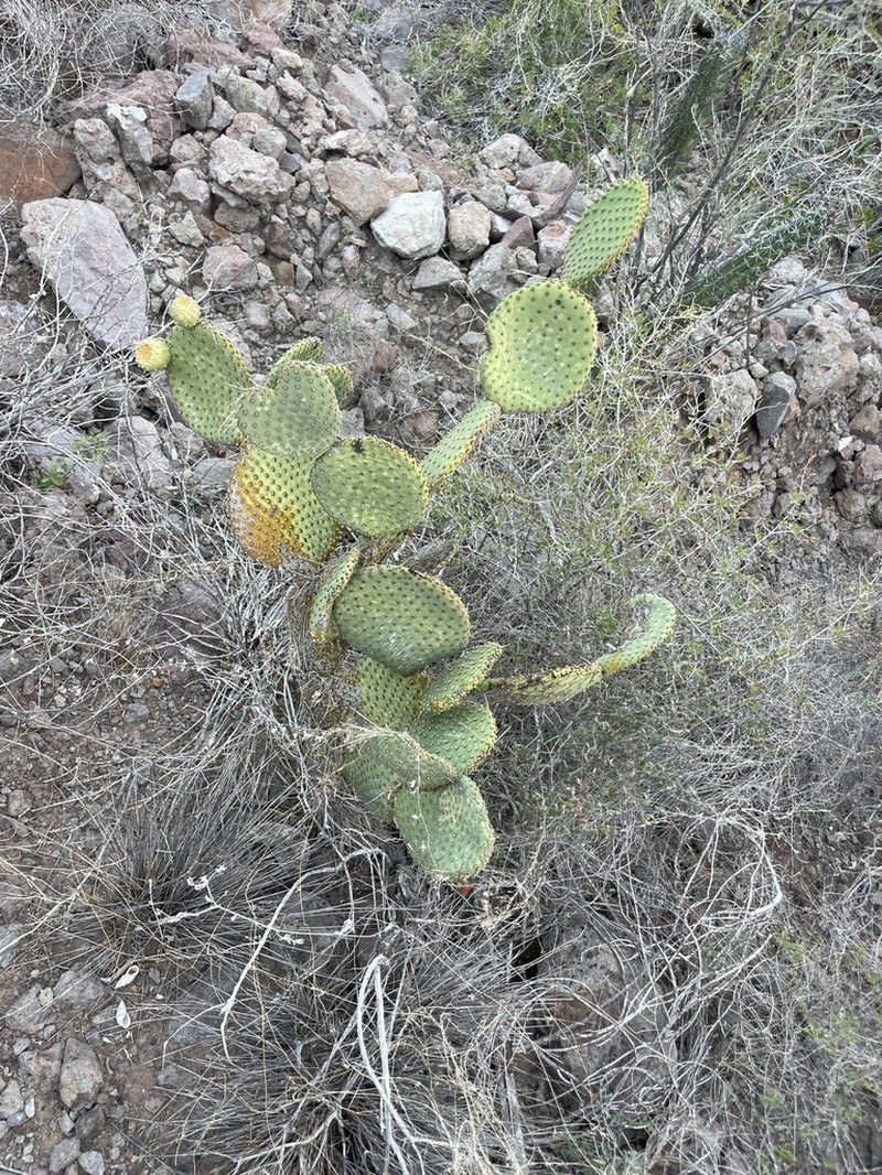 Opuntia comonduensis photo 8