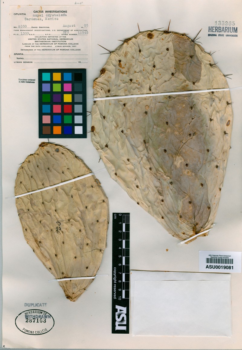 Opuntia crystalenia