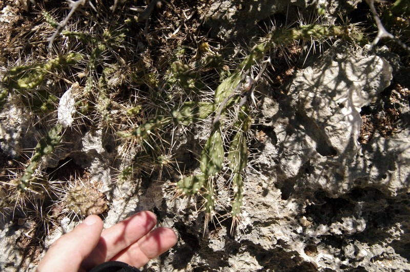Olaga photo 6